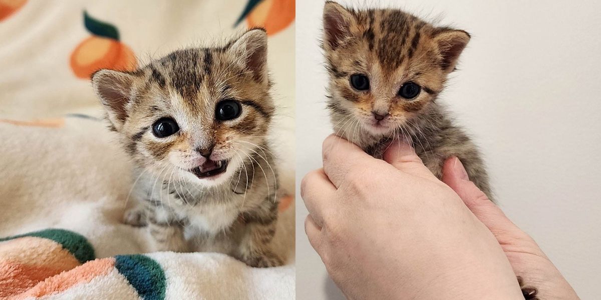 Un chaton repéré sur une pelouse grâce à sa grosse voix et à son refus d’abandonner, sa vie est changée à jamais