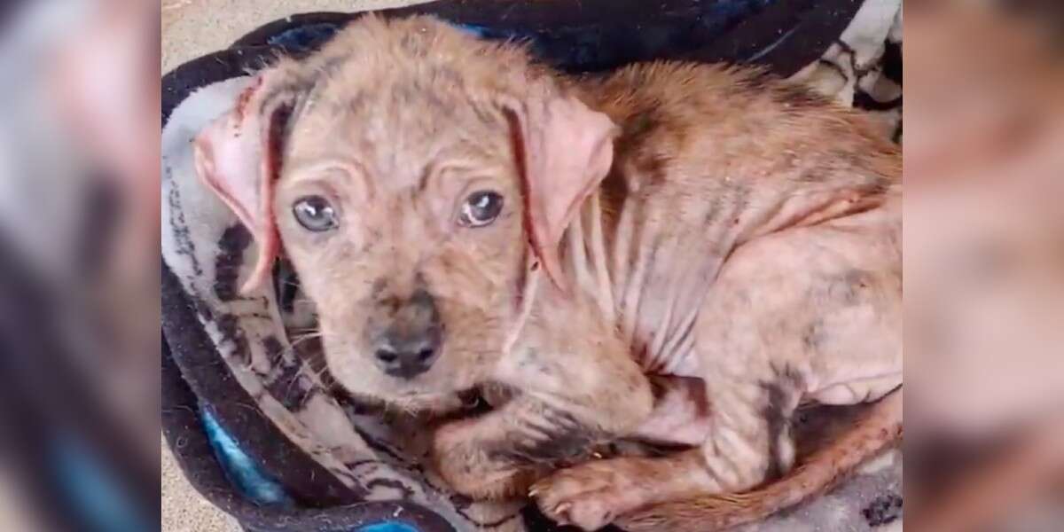 Une famille trouve un petit chiot nu dans la rue et l’aide à se transformer en beauté