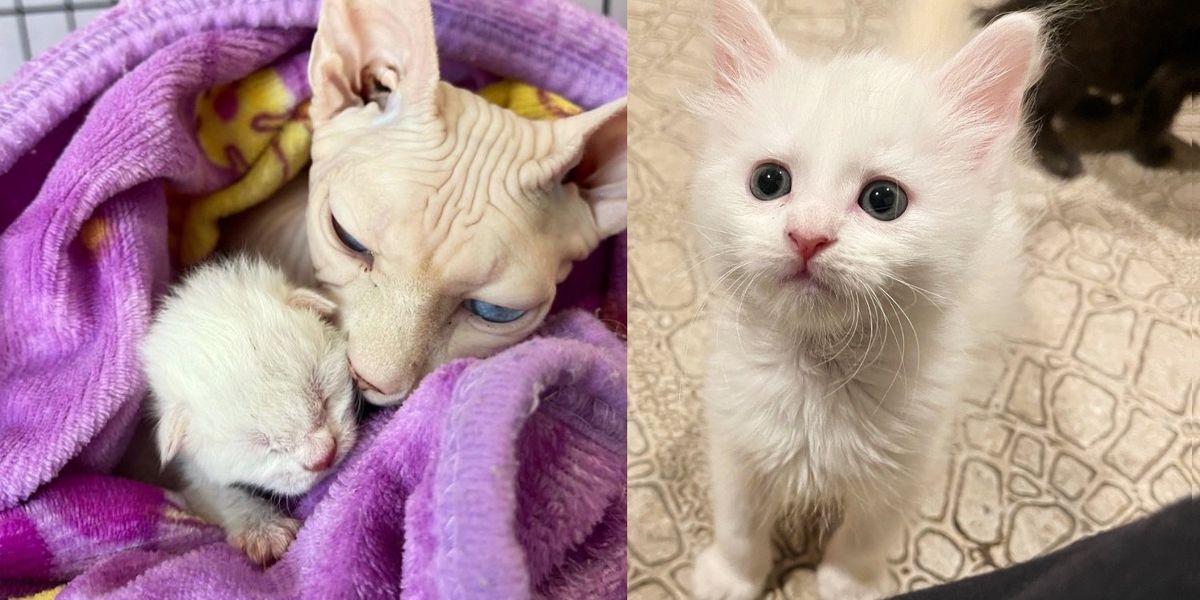 Un chat vient à la rescousse avec un chaton, étonne tout le monde avec un deuxième, puis se faufile dans la nurserie pour en adopter deux autres