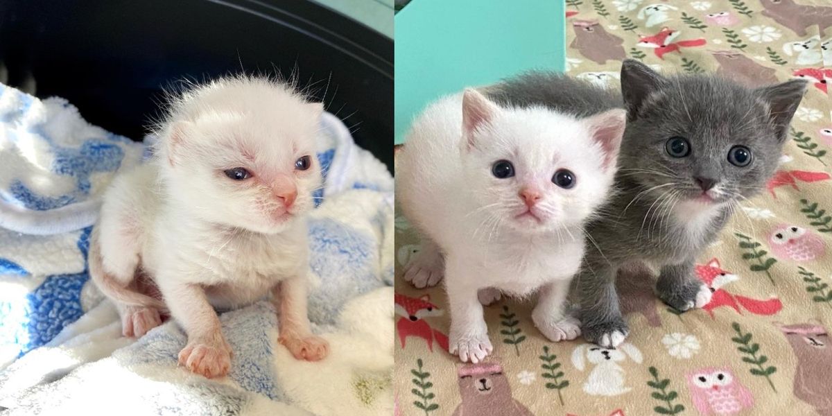 Un chaton si petit que personne ne sait s’il s’en sortira, mais il étonne tout le monde par sa force