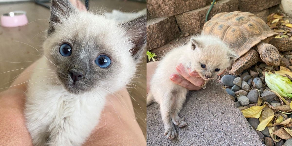 Un couple trouve un chaton dans sa cour et sa tortue sort de son terrier avec un deuxième chaton