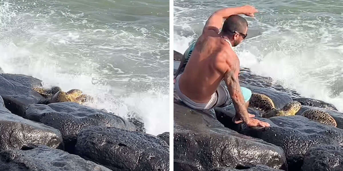 Un homme brave les vagues pour sauver une tortue de mer désespérément piégée