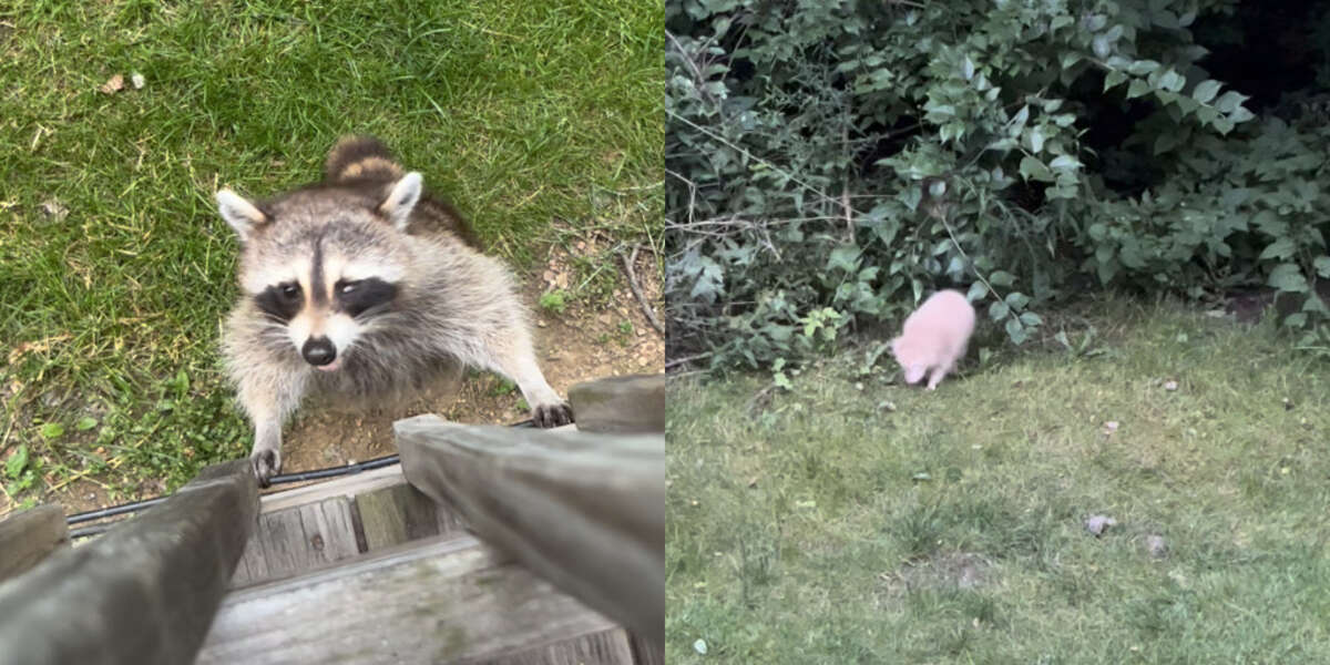 Une maman raton laveur amène trois bébés extrêmement rares à la rencontre de la femme bienveillante qui l’a aidée