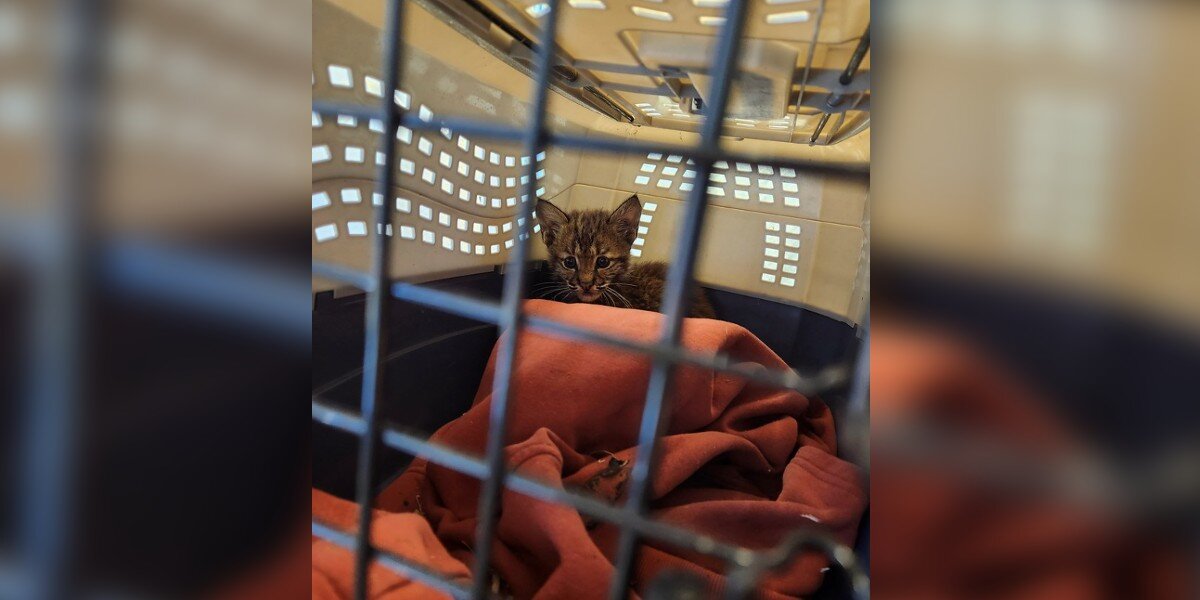 Le personnel d’un refuge pour animaux est stupéfait par l’arrivée d’un chaton surprenant