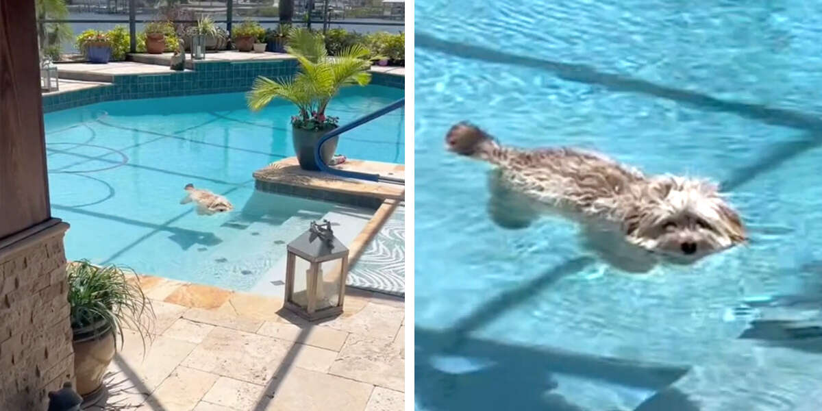 Le style très inhabituel de la « nage » d’un chien fait réagir les gens