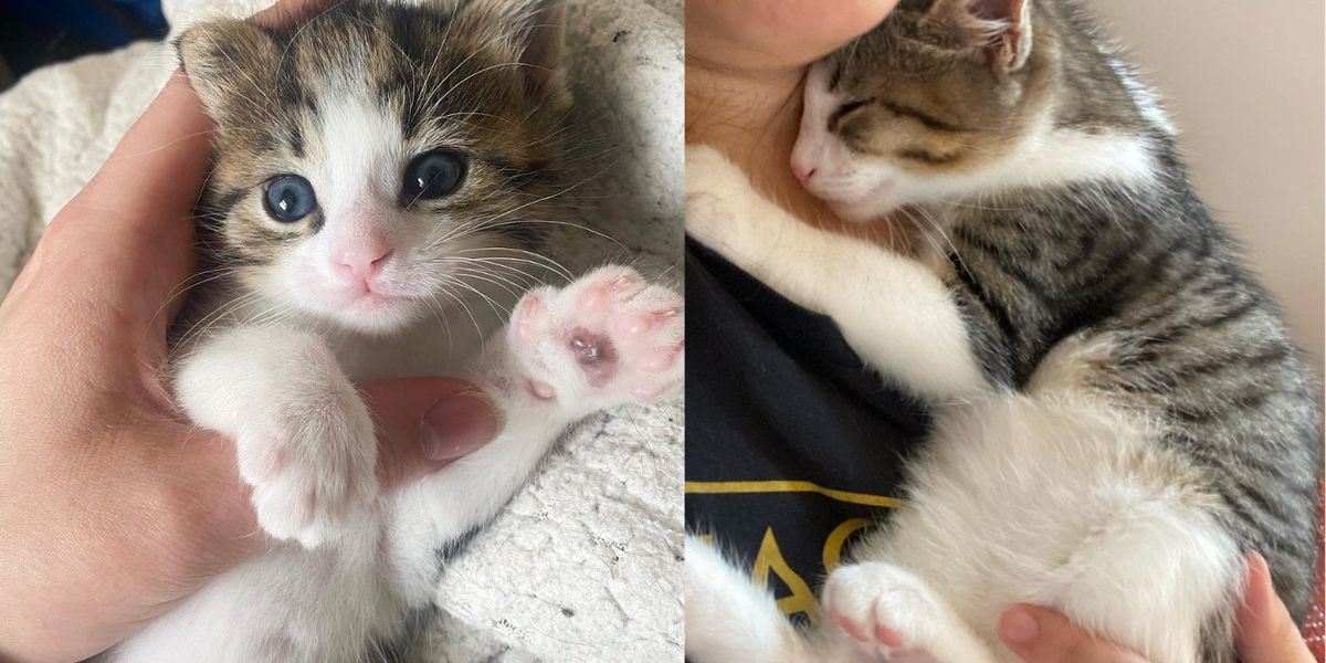 Un chaton abandonné sur un paillasson est recueilli dans un foyer où les chats résidents décident de l’aider