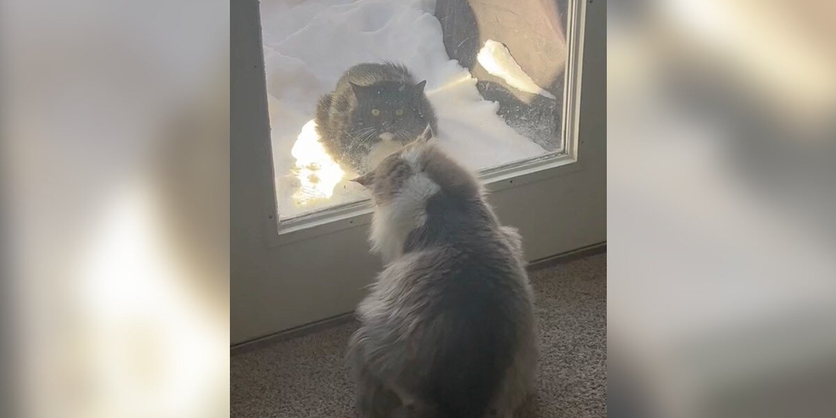 Un chat errant attend chaque jour devant la porte de sa famille dans l’espoir d’être secouru