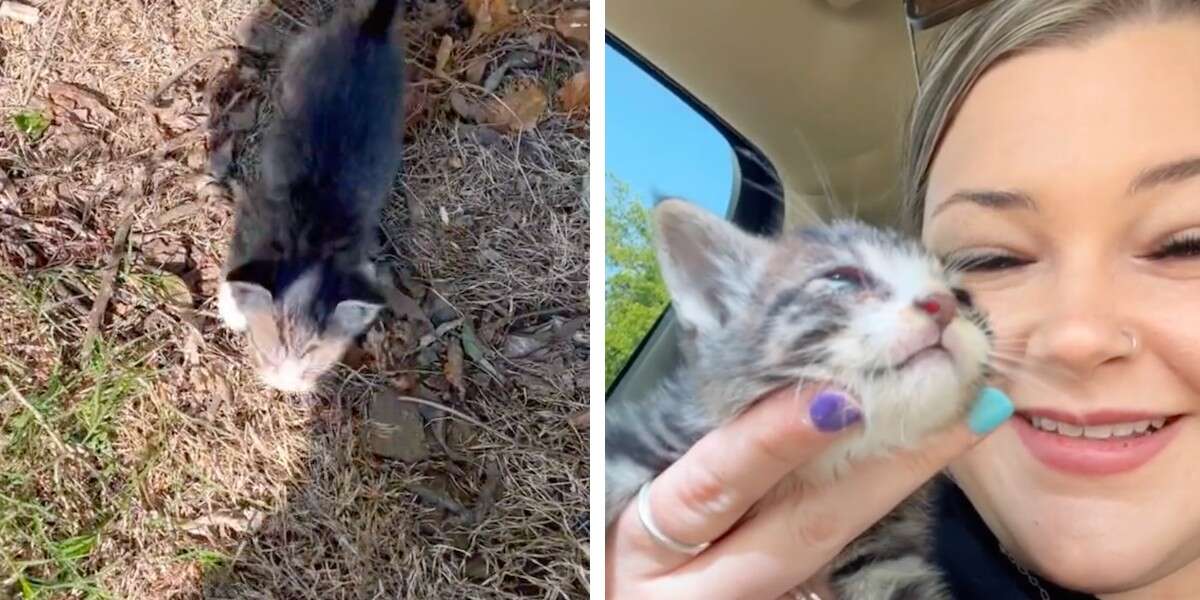 Un chaton abandonné sort des buissons en courant lorsqu’il entend l’appel d’une femme bienveillante.