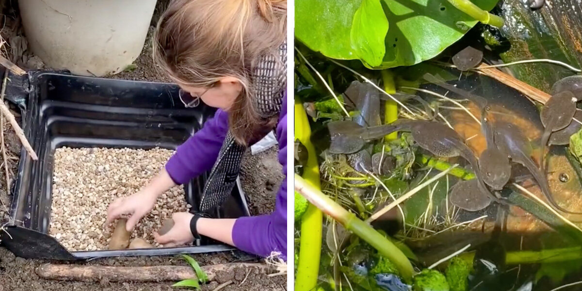 Elle construit un petit étang dans son jardin et le regarde exploser de vie