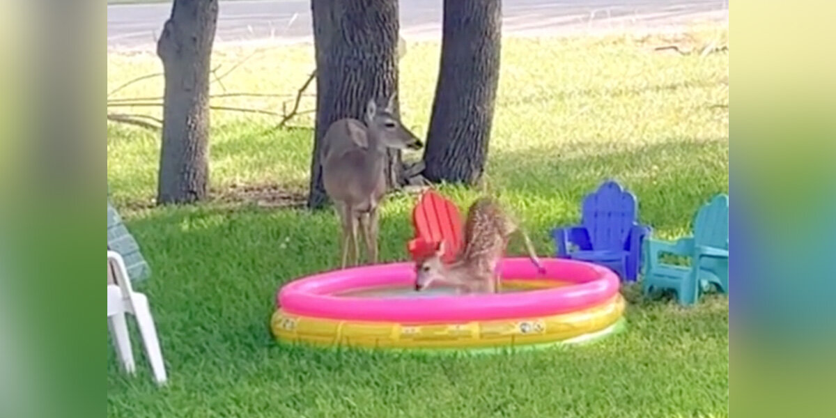 Une maman chevreuil trouve un moyen de divertir ses enfants par une chaude journée d’été.