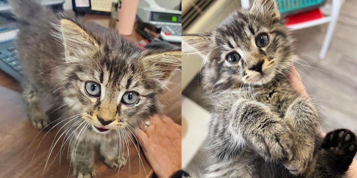 Un travailleur est stupéfait de voir un chaton courir directement vers lui et sauter dans les bras de tout le monde