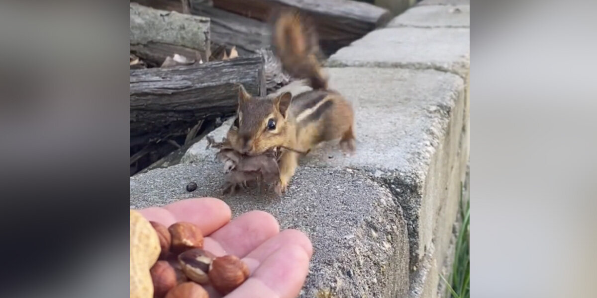 Un geste simple, une surprise adorable : un homme partage des noix avec un tamia et reçoit un ‘paiement’ inattendu en retour !
