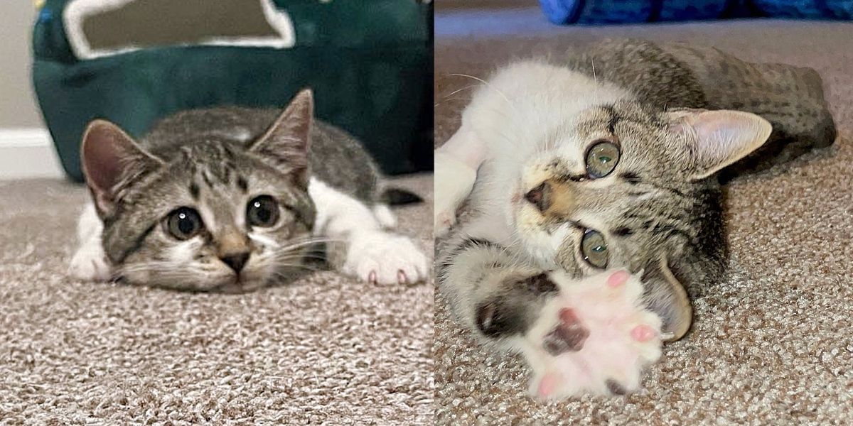 Un adorable chaton auto-stoppeur trouve refuge dans un parking, et quelques jours plus tard, sa joie et son énergie illuminent tous ceux qui le rencontrent