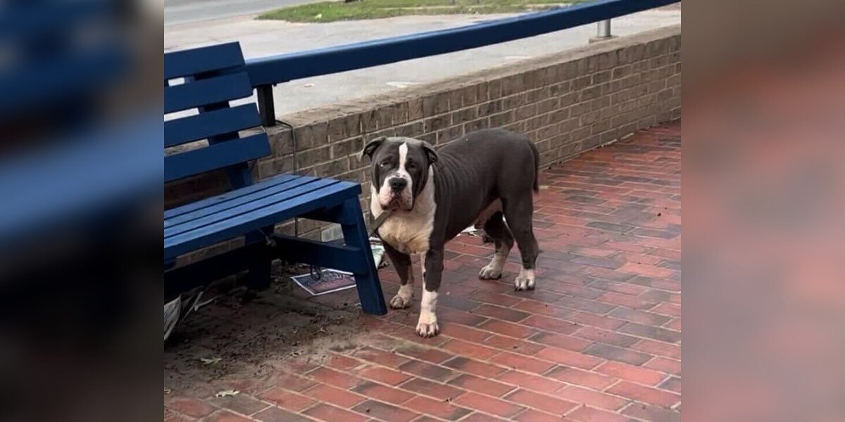 Un chien géant attaché à un banc attend patiemment que quelqu’un vienne le secourir