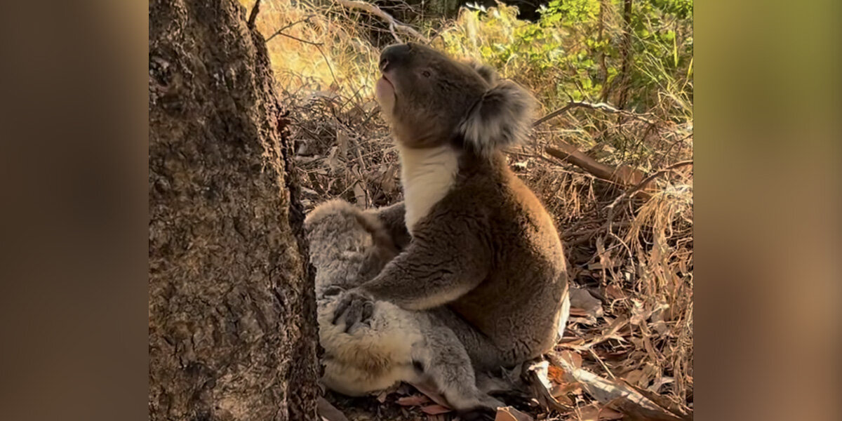 Le geste magnifique d’un Koala envers un ami tombé au combat brise le cœur des sauveteurs.