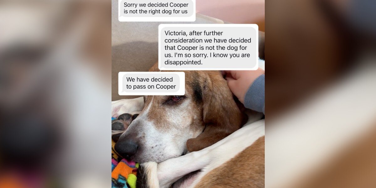Une mère d’accueil partage tous les rejets qu’un chien de refuge a reçus en 9 mois