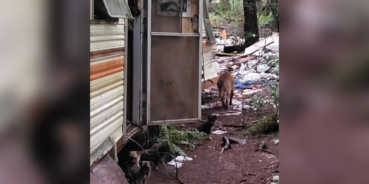 Des enfants suivent un chien jusqu’à une caravane abandonnée – et de petites têtes sortent pour les accueillir