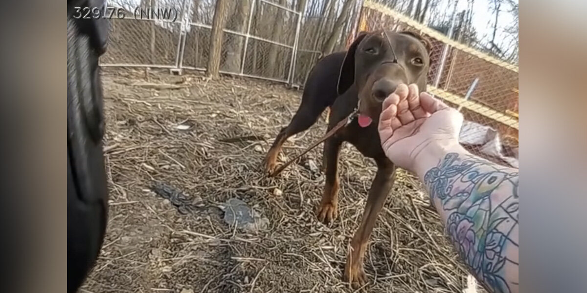 Un policier tend la main à un chien terrifié – et change sa vie à jamais