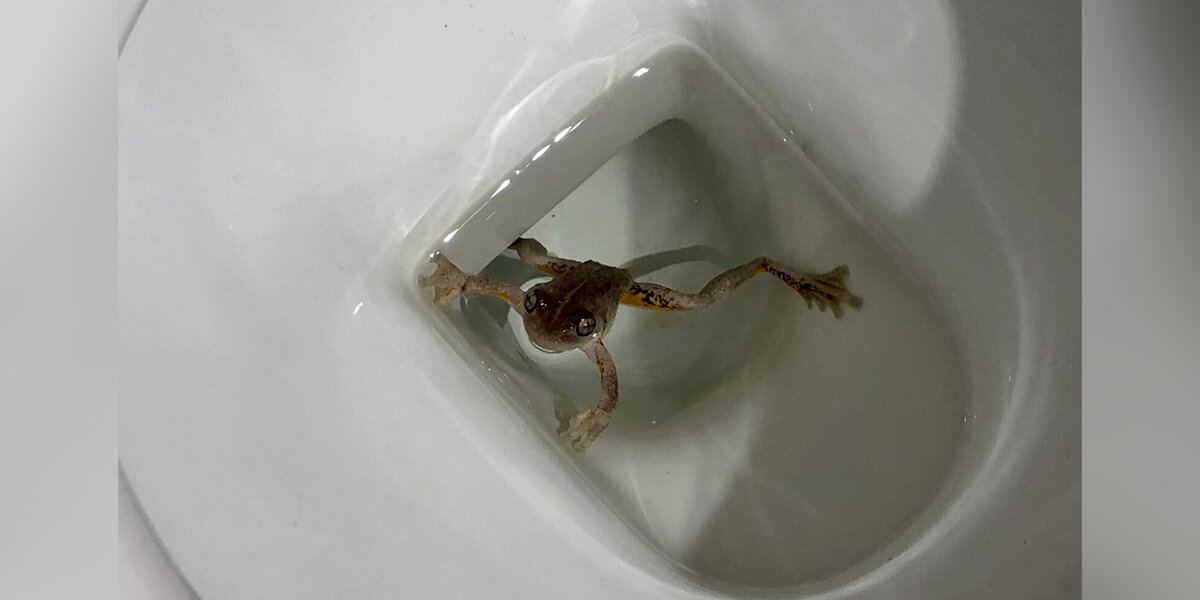 Une femme a passé des mois à partager ses toilettes avec une grenouille sauvage nommée Stanley