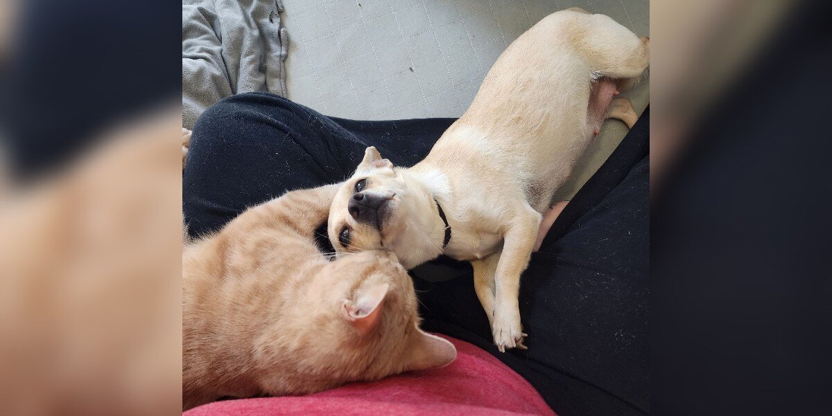 Une chatte isolée rencontre une chihuahua enceinte et tombe instantanément amoureuse