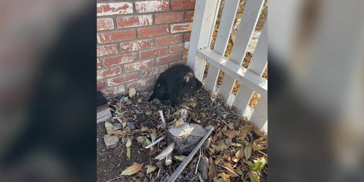 Une femme qui visite la maison de ses parents trouve un petit chiot recroquevillé dans la cour