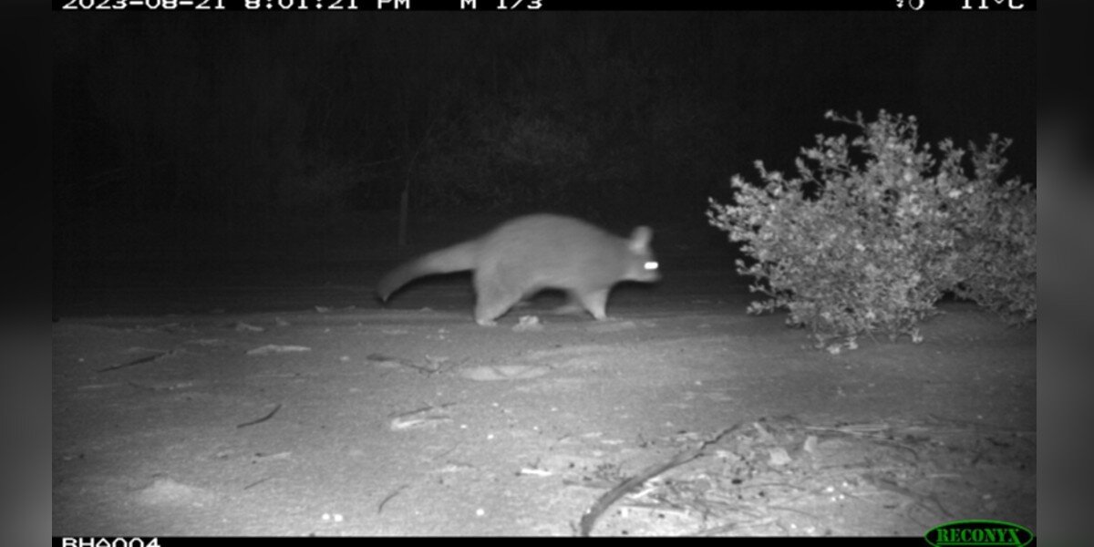 Des chercheurs n’en croient pas leurs yeux lorsqu’ils voient un animal disparu sur une caméra