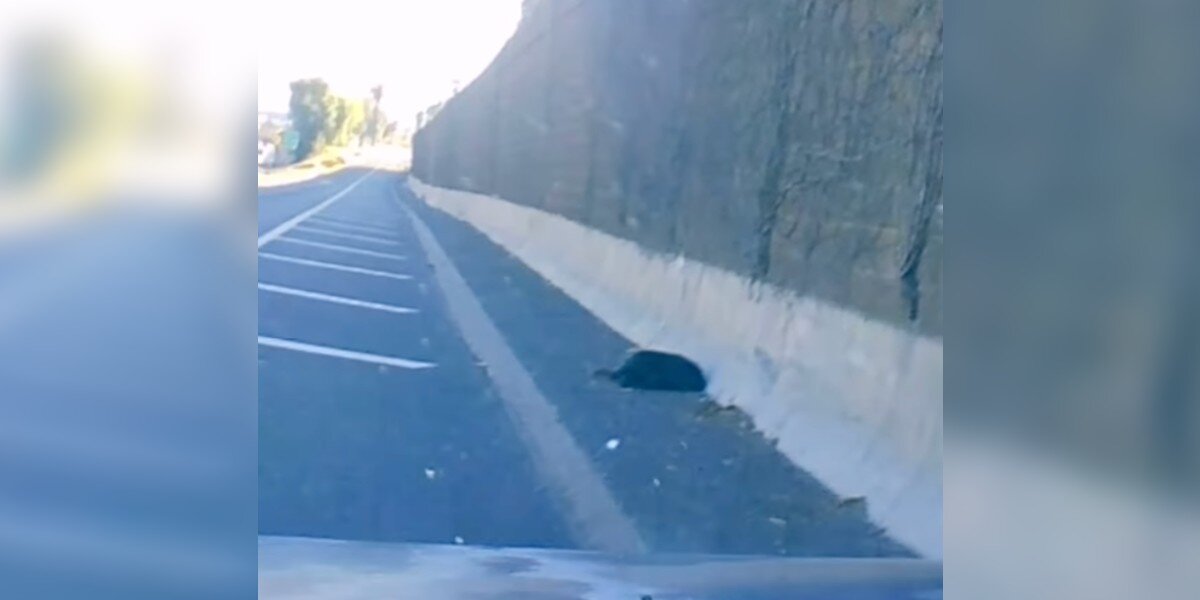 Un conducteur freine brusquement lorsqu’il se rend compte que le chien décédé sur l’autoroute est toujours en vie