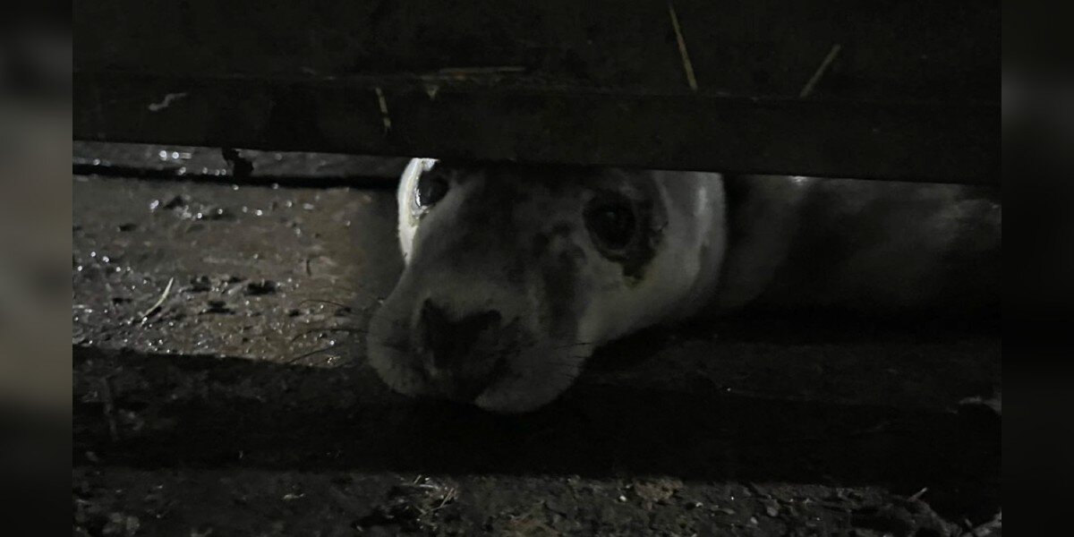 Un bébé animal marin attend sur le bord de la route en espérant que quelqu’un le remarque