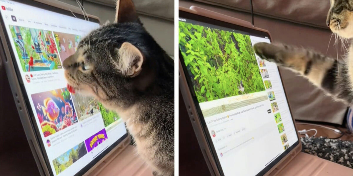Un chat apprend à se servir d’un iPad pour pouvoir regarder ses vidéos préférées.