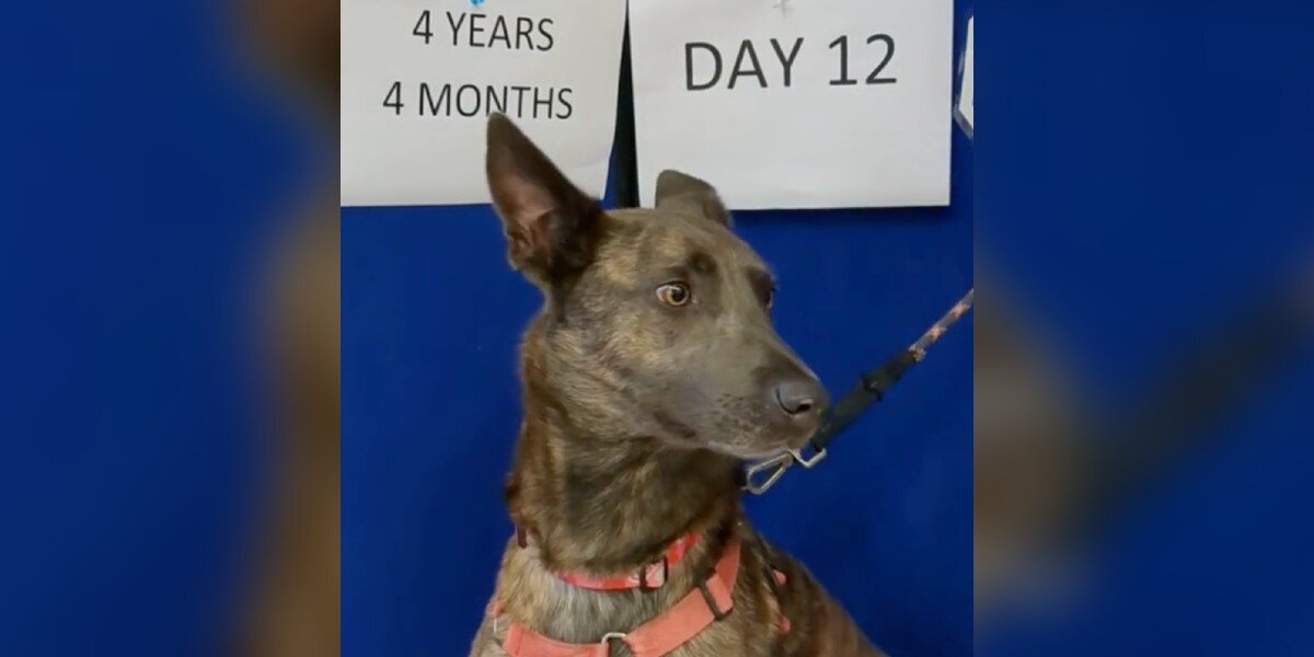 Une chienne qui n’a jamais eu de foyer a vu 1 596 animaux être adoptés en attendant