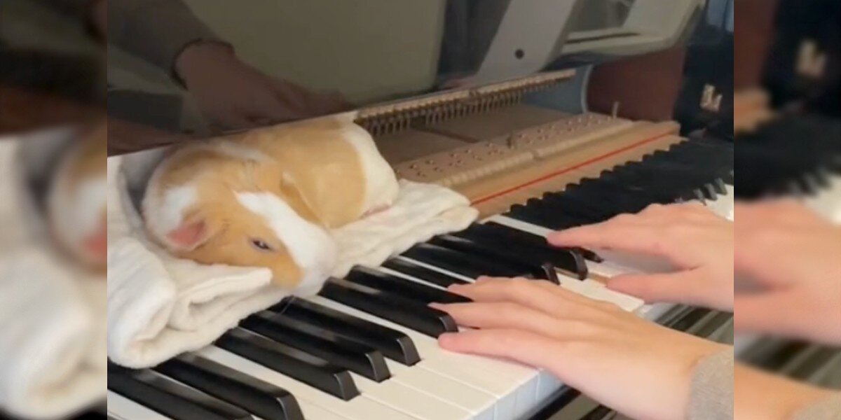Une pianiste joue les chansons les plus douces pour endormir son cochon d’Inde